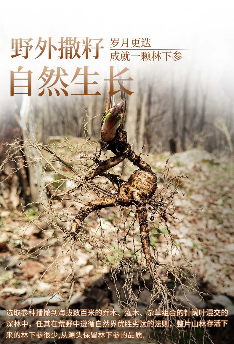人参长白山野山参东北林下参生晒人参20年泡酒山参礼盒装干货整枝