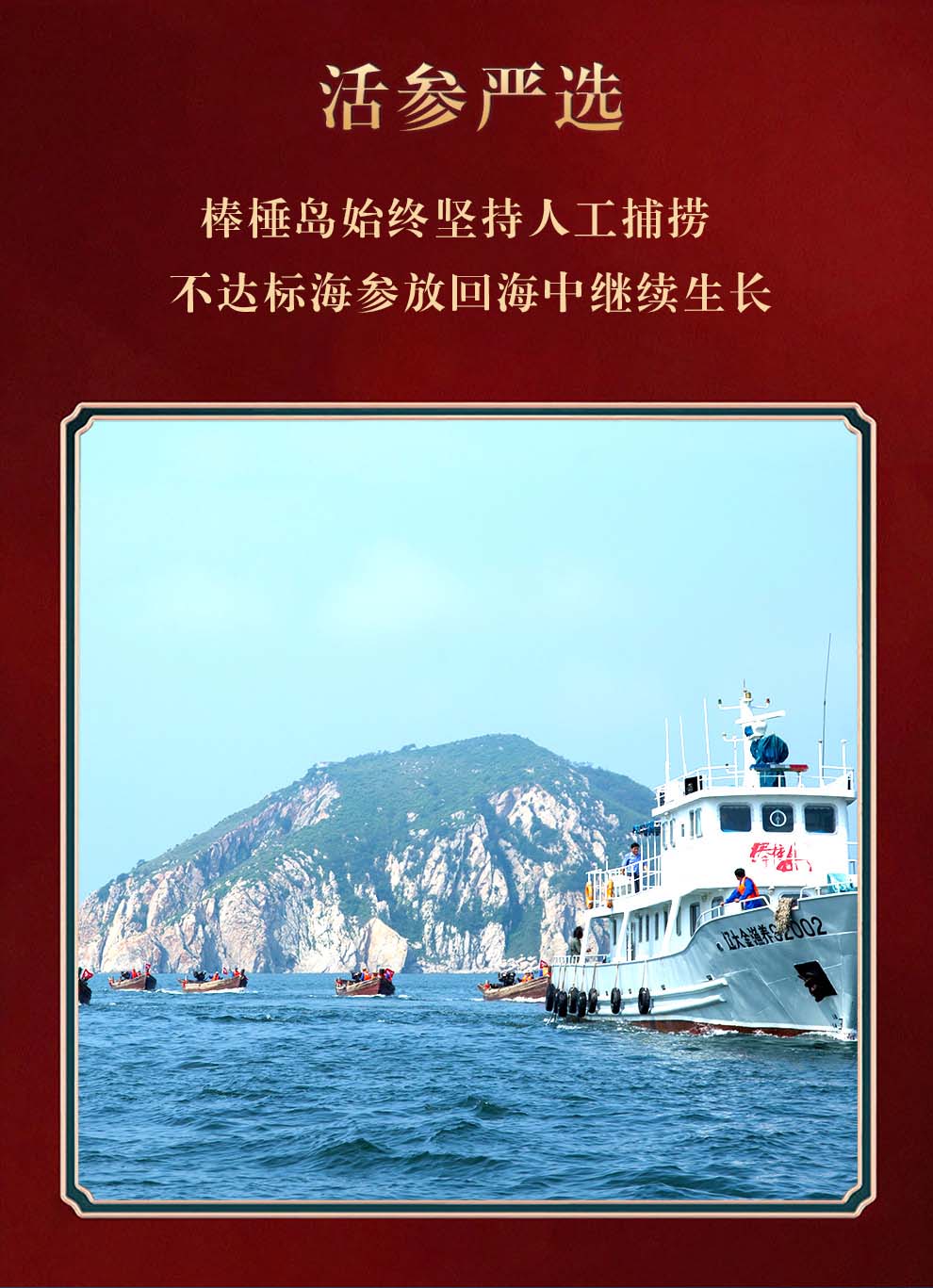 棒棰岛旗舰店大连海参干货100g底播干海参孕妇非即食有机辽参礼盒